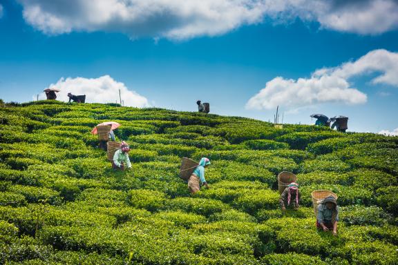 Plantations de thé à Kurseong près de Darjeeling en Inde