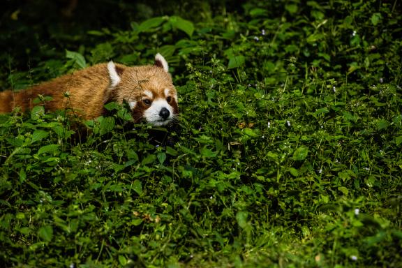 Panda roux au parc zoologique de Darjeeling en Inde