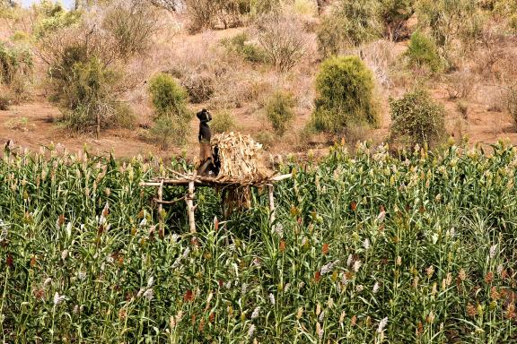 Rencontre avec un enfant guetteur pour la protection des champs sur les rives de l'Omo