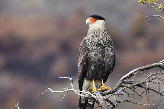 Voyage et Caraca Plancus à Torres del Paine