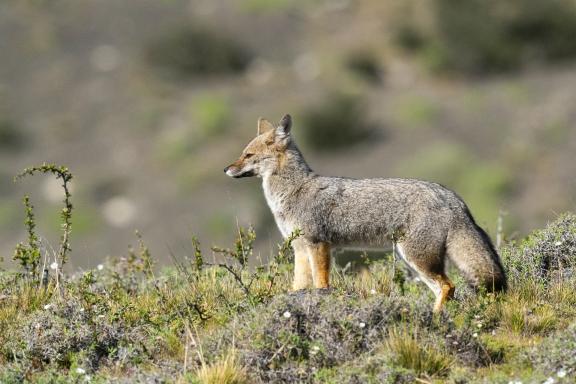 Randonnée et renard gris de Magellan
