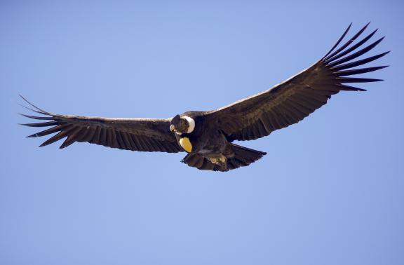 Voyage et condor en Patagonie