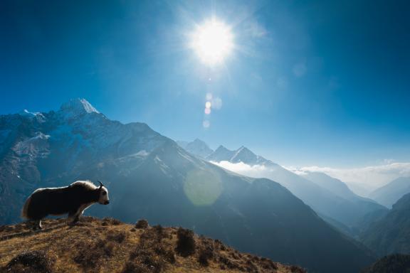 Un yack devant le Thamserku près de Namche Bazar dans la région de l’Everest au Népal