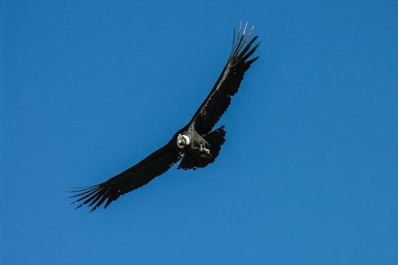 Condor à la croix du condor dans le canyon de Colca au Pérou