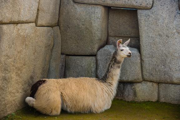 Machu Picchu dans la région de Cusco au Pérou