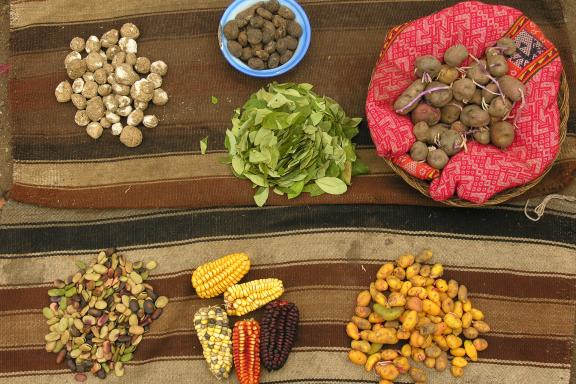 Les nourritures du peuple quechua, pommes de terre, mais, fèves, et  feuilles de coca