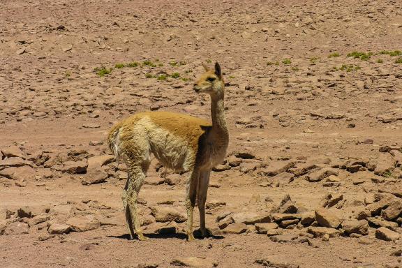 Vigogne dans le désert d'Atacama

Vigogne dans le désert d'Atacama