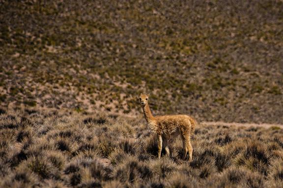 Vigogne dans la région de Parinacota dans le désert d’Atacama au Chili
