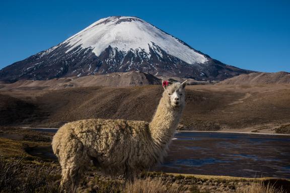 Lac Chungara et vue sur le Parinacota (6 300 m) dans le désert d’Atacama au Chili