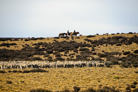 Gauchos gardent les moutons le long de la route 40, en Patagonie en Argentine