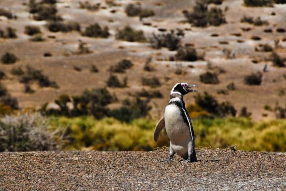 Pingouins de Magellan en Patagonie Argentine