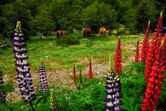 Parc national de Terre de Feu près de Ushuaia en Terre de Feu, Patagonie Argentine