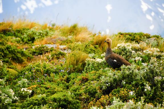 Oie de Magellan femelle sur l'Ile aux oiseaux dans Canal de Beagle à Ushuaia, Terre de Feu, Patagonie Argentine