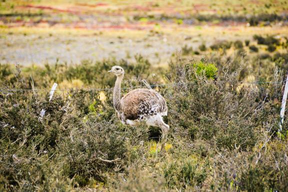 Nandu au parc national Torres del Paine en Patagonie au Chili