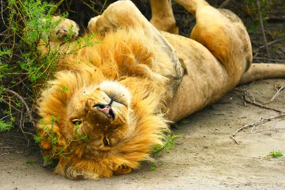 Voyage et lion en Tanzanie