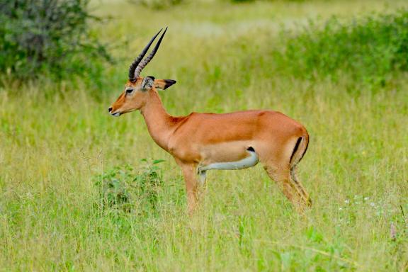 Voyage et oryx en Tanzanie