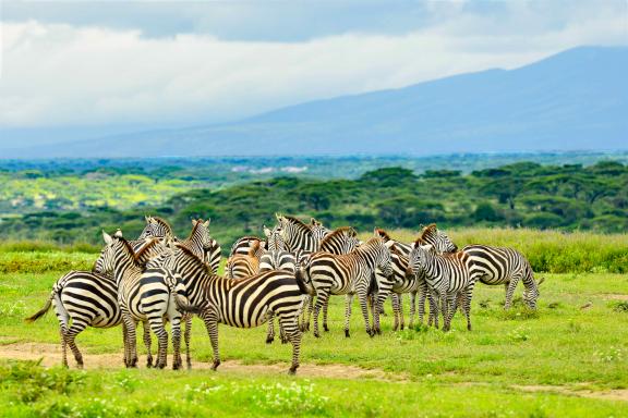 Découverte d'un troupeau de zèbres à Serengeti