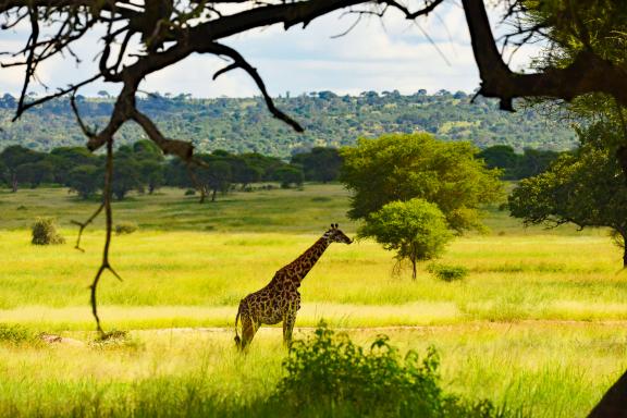 Voyage et girafe au Kenya