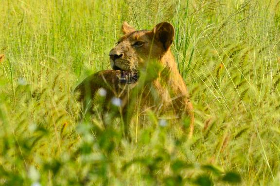 Trek et lionne en Tanzanie