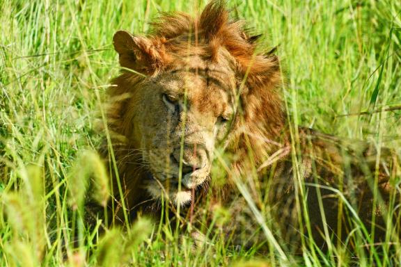 Randonnée et lion au Kenya