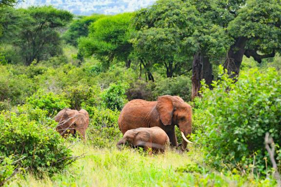 Randonnée et éléphants en Tanzanie