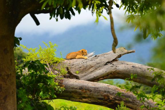 Trekking et lion perché en Tanzanie