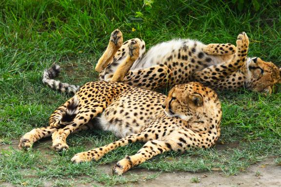 Voyage et guépards à Serengeti