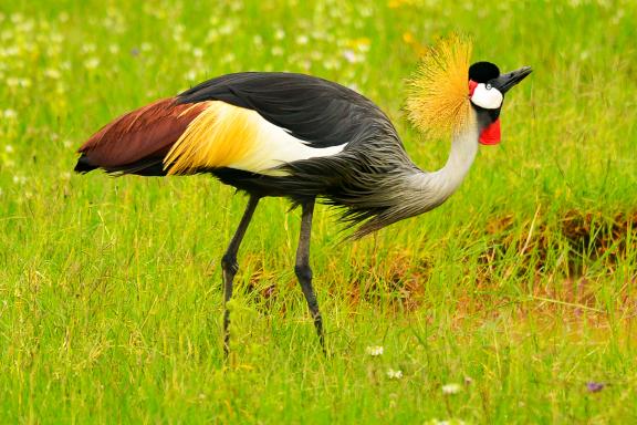 Voyage et grue couronnée en Tanzanie