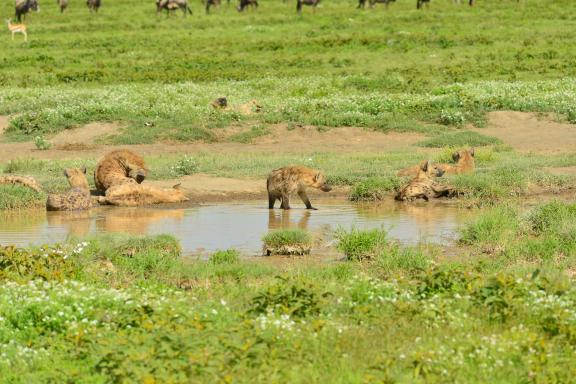 Découverte et meute de hyène en Tanzanie