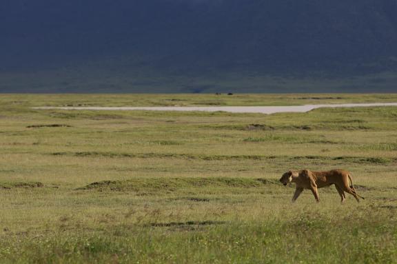 Lionne dans le cratère du Ngotongoro, en Tanzanie