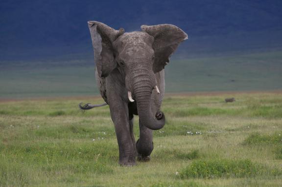Eléphant (Loxodonta africana) chargeant au Ngorongoro