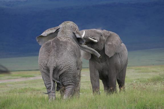 Querelle de mâles éléphants (Loxodonta africana) au Ngorongoro en Tanzanie