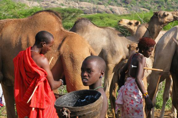 Voyage et traite des chameaux en pays Rendille