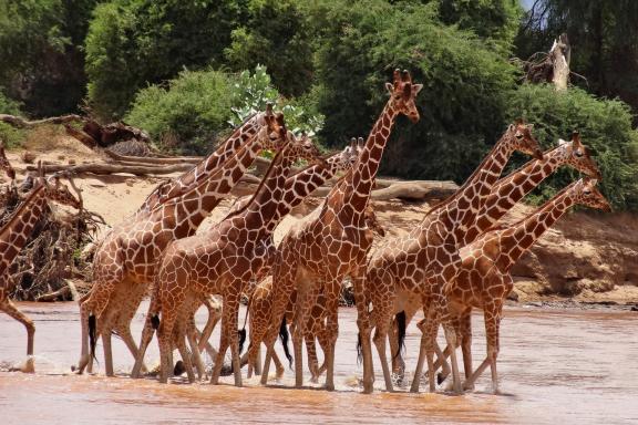 Randonnée et girafe au Kenya