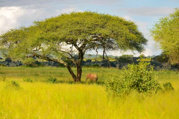 Voyage et elephanteau au Kenya