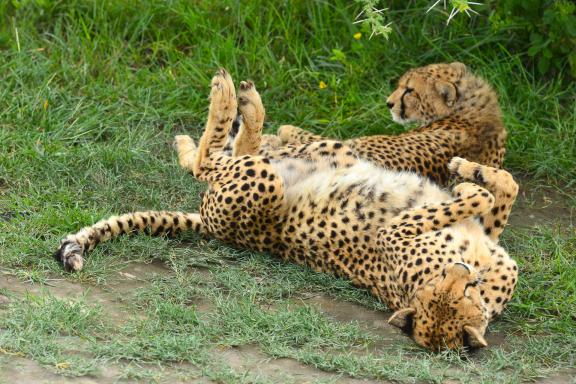 Trekking et Léopard au Kenya