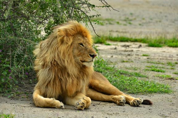 Trekking et lion au Kenya
