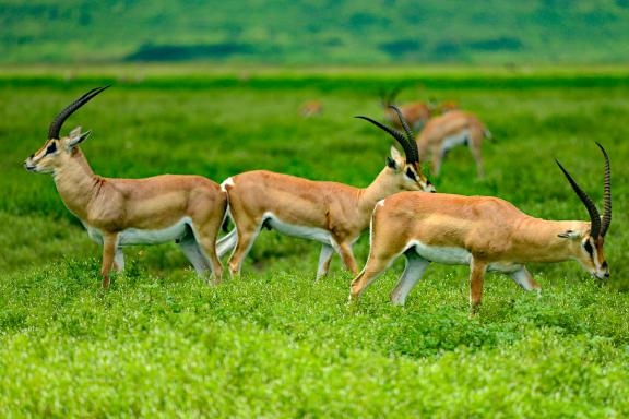 Trekking et oryx au Kenya