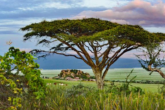 Randonnée et flore au Kenya