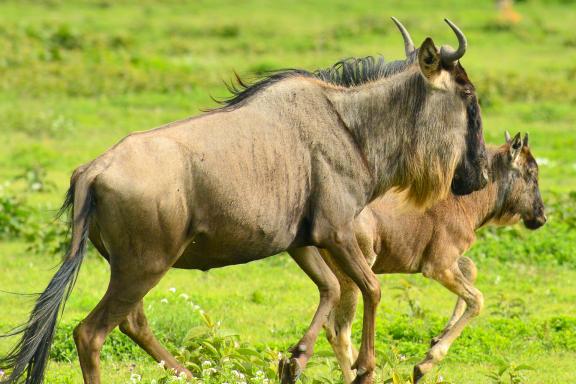 Voyage et buffle au Kenya