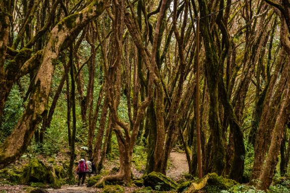 Forêt de rhododendrons dans la région des Annapurnas au Népal