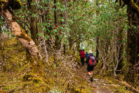 Forêt de rhododendrons dans la région des Annapurnas au Népal