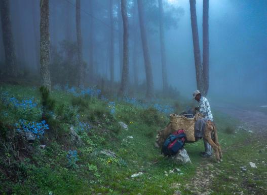 Marche dans les bois au coeur de Haïti