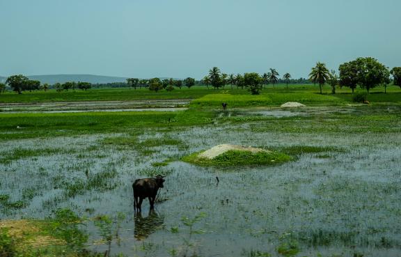 Découverte des rizières de Haïti
