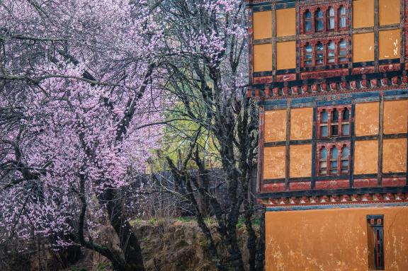 Arbre en fleur au printemps au Bhoutan