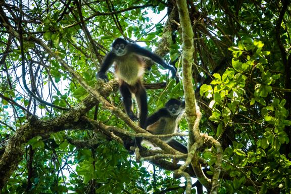 Singe araignée dans le Peten au Guatemala