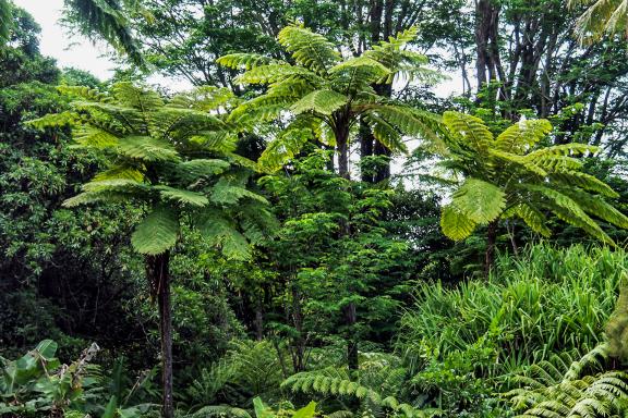 Trek au milieu des fogères géantes près de Poum