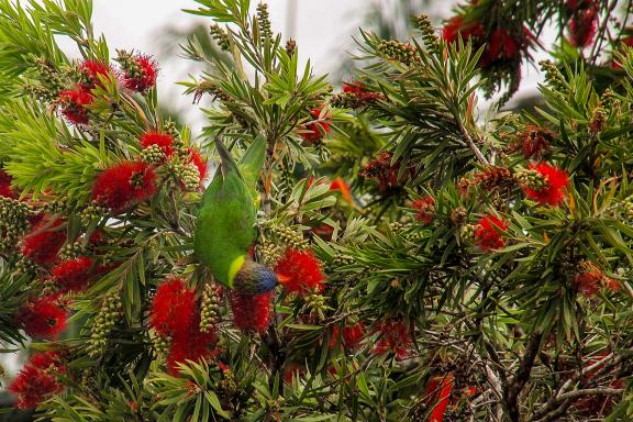 Découverte d'une perruche dans les buissons près de Nouméa