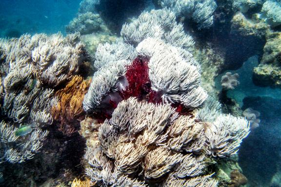 Nage au-dessus des fonds marins de l'Océan Pacifique