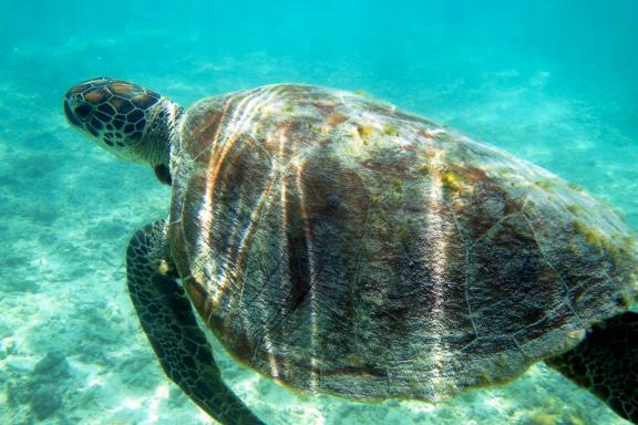 Nage avec les tortues marine de Lifou